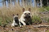 BOULEDOGUE FRANCAIS 205